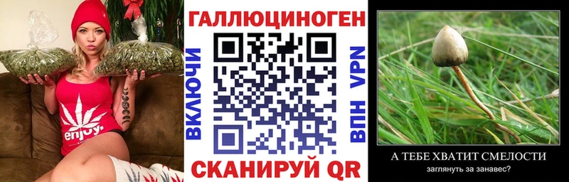 закладка  Фатеж  Галлюциногенные грибы мицелий 